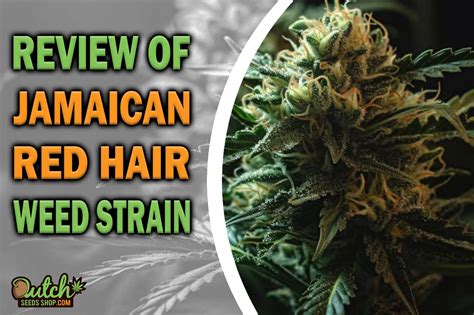 Sinsemilla weed was first made available to Europe and North America in the 1970s. . Jamaican red hair strain